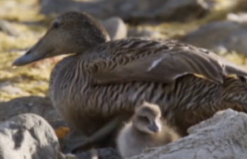 Eider Dick and Chicks