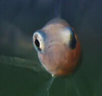 Ice Fish