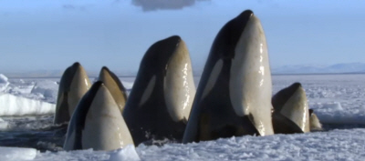 Inquisitive Orca Frozen Planet