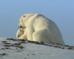 Polar Bear Coupling