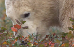 Polar Bear Grazing