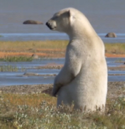 Polar Bear Sitting