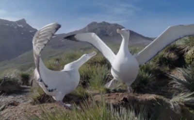Wandering Albatross Display