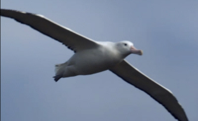 Wandering Albatross