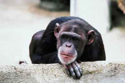 Chimpanzees | Our closest living relatives | Toumai | Kibale