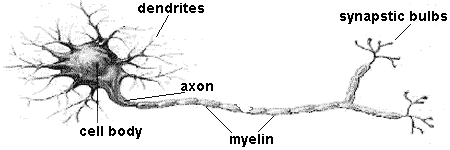 Demyelinated Nerve