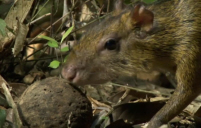 Agouti
