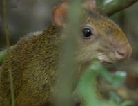 Agouti Profille