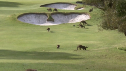 Anglesea Golf Course