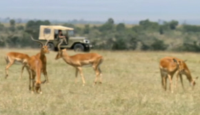 Antelope