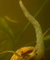 Apple Snail Appendage - Snorkel