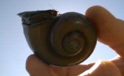 Apple Snail