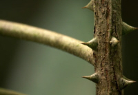 Armed Plant