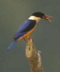 Black-capped Kingfisher
