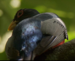 Black Tailed Trogon