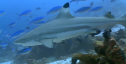 Black-tipped Reef Shark