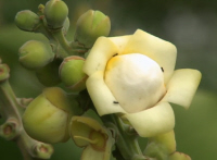 Brazil Nut Flower