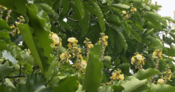 Brazil Nut Tree Flowersd