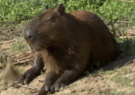 Capybara