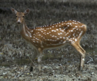 Chital Deer