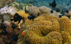 Life on the Coral Reef