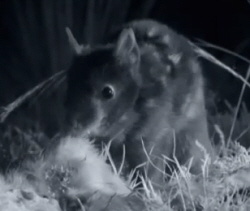 Eastern Quoll
