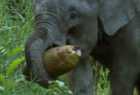 Elephant with Jackfruit