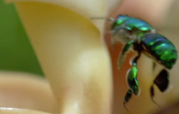 Euglossine, The Orchid Bee