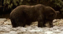 Fishing Grizzly Bear