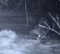 Foraging Raccoon