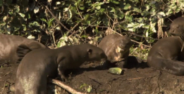 Giant Otters