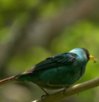 Green Honeycreeper