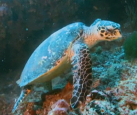Hawksbill Turtle