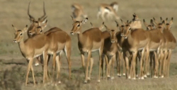 Impala