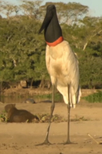 Jabiru Stork