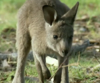 Eastern Grey Joey