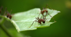Leafcutter Ants