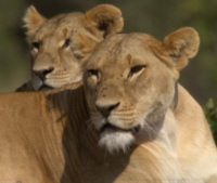 Lioness and Cub