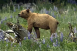 Lone Grizzly Bear