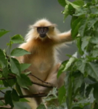 Monkeys live here