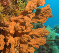 Orange Sponge
