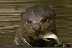 Giant Otter Feeding