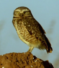 Owl on a Termite Mound