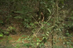 Chris Packan in Rainforest