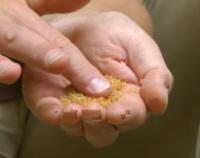 Plant Food