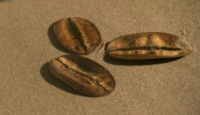 Prischaco Seed