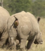 Rhinoceros Defecating
