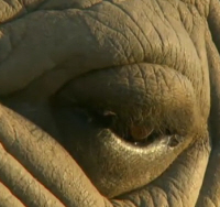 White Rhinocerod Eye