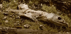 Rotted Salmon