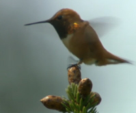 Rufous Hummingbird